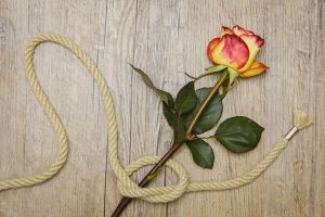 transformation knot rose