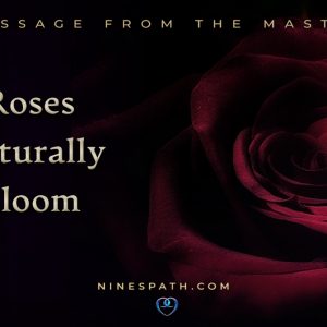 Roses Naturally Bloom